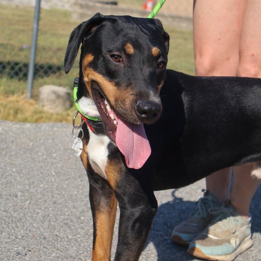 Enlarge Grant, a Adoptable Hound in Hollister, MO image 2/3