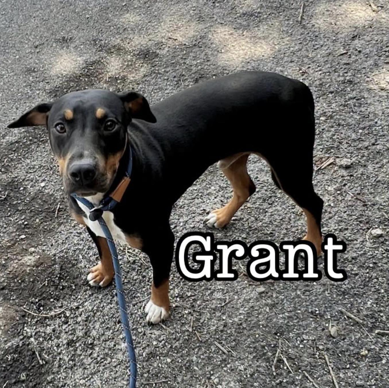 Enlarge Grant, a Adoptable Hound in Hollister, MO image 3/3