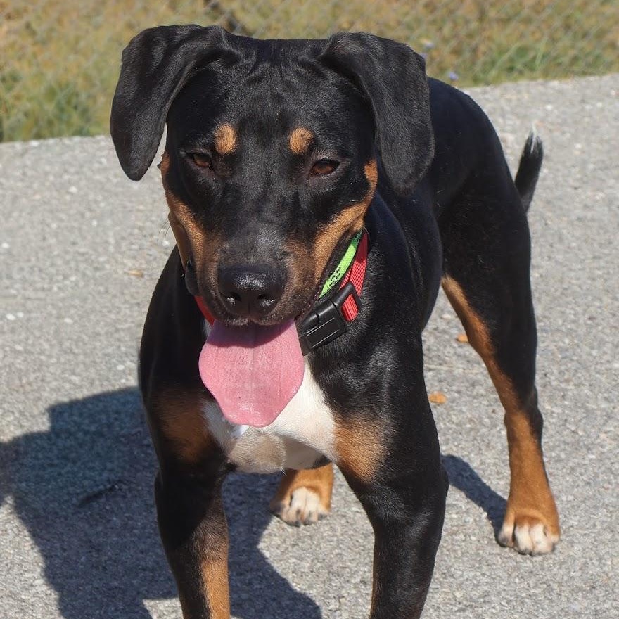Grant, Adoptable, Young Male Hound.