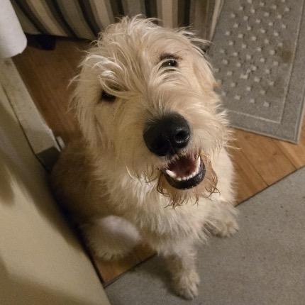 Buddy, Adoptable, Adult Male Retriever & Mixed Breed.