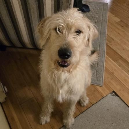 Enlarge Buddy, a Adoptable mixed breed in Cashmere, WA image 2/3