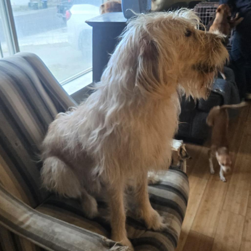 Enlarge Buddy, a Adoptable mixed breed in Cashmere, WA image 3/3