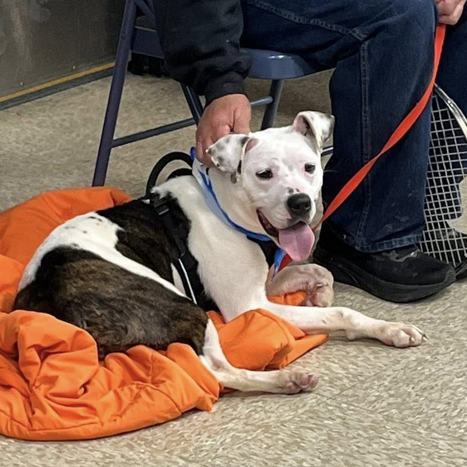 Penn, Adoptable, Adult Male Mixed Breed.