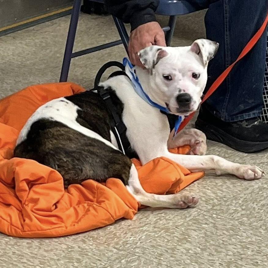 Enlarge Penn, a Adoptable Mixed Breed in Jeffersonville, IN image 2/6