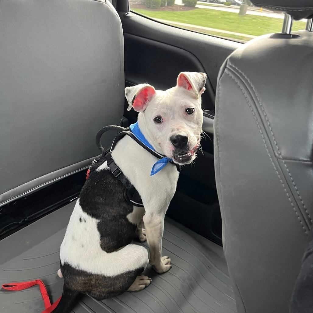 Enlarge Penn, a Adoptable Mixed Breed in Jeffersonville, IN image 3/6