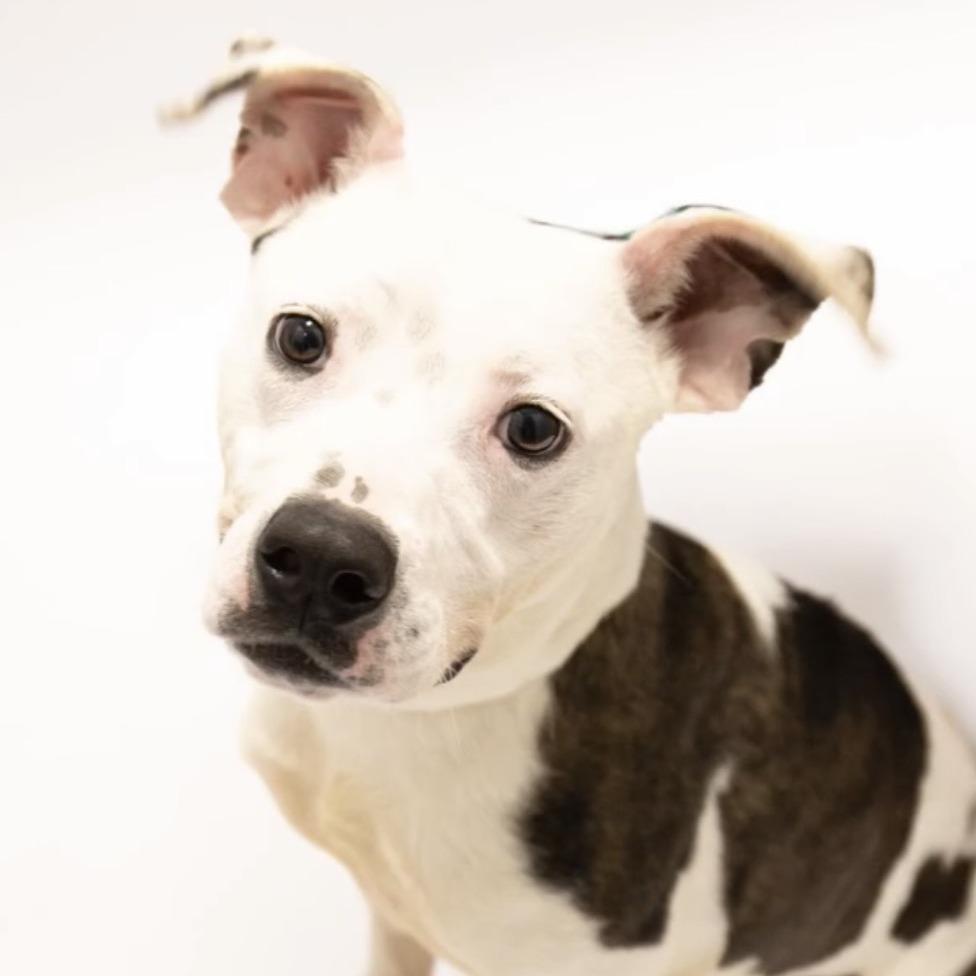 Enlarge Penn, a Adoptable Mixed Breed in Jeffersonville, IN image 4/6