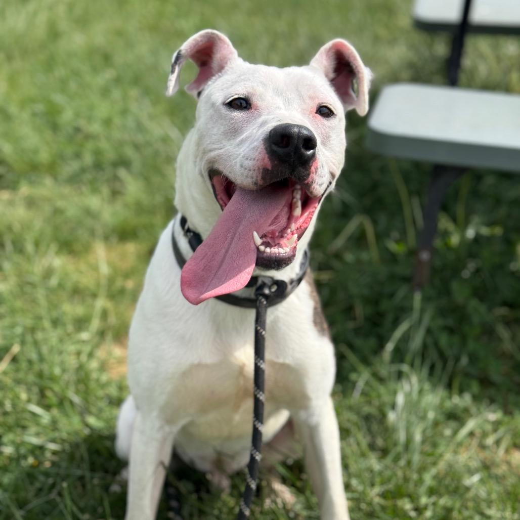 Enlarge Penn, a Adoptable Mixed Breed in Jeffersonville, IN image 4/6