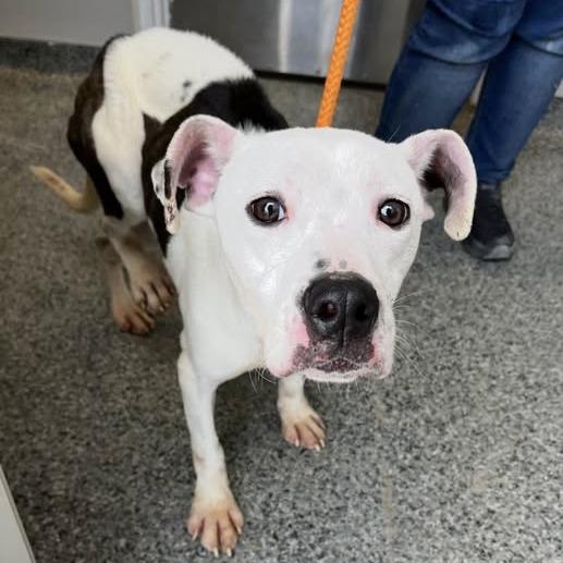 Penn, Adoptable, Adult Male Mixed Breed.