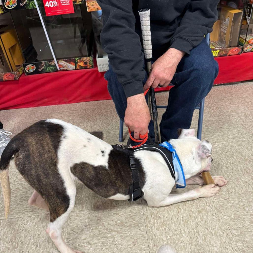 Enlarge Penn, a Adoptable Mixed Breed in Jeffersonville, IN image 6/6