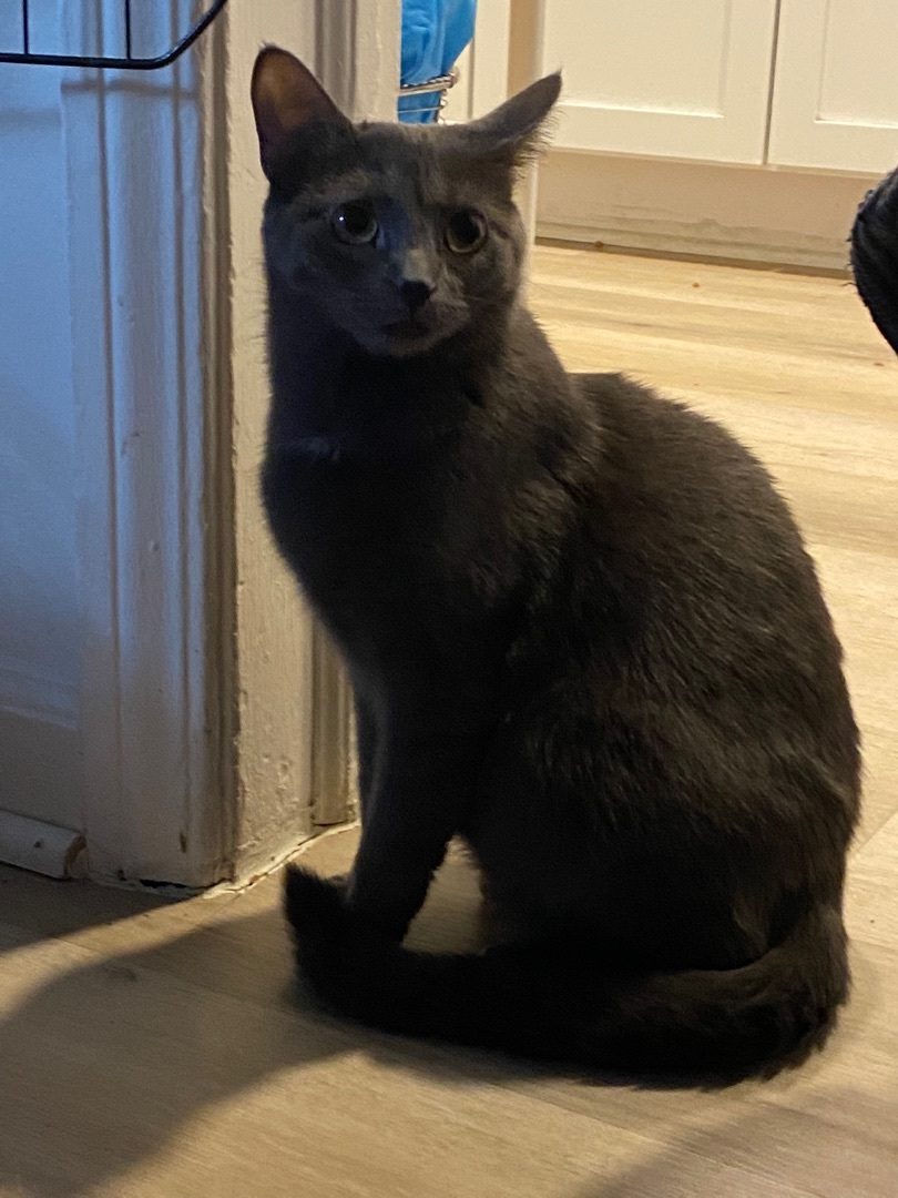 Jojo, Adopted, Adult Female American Shorthair.