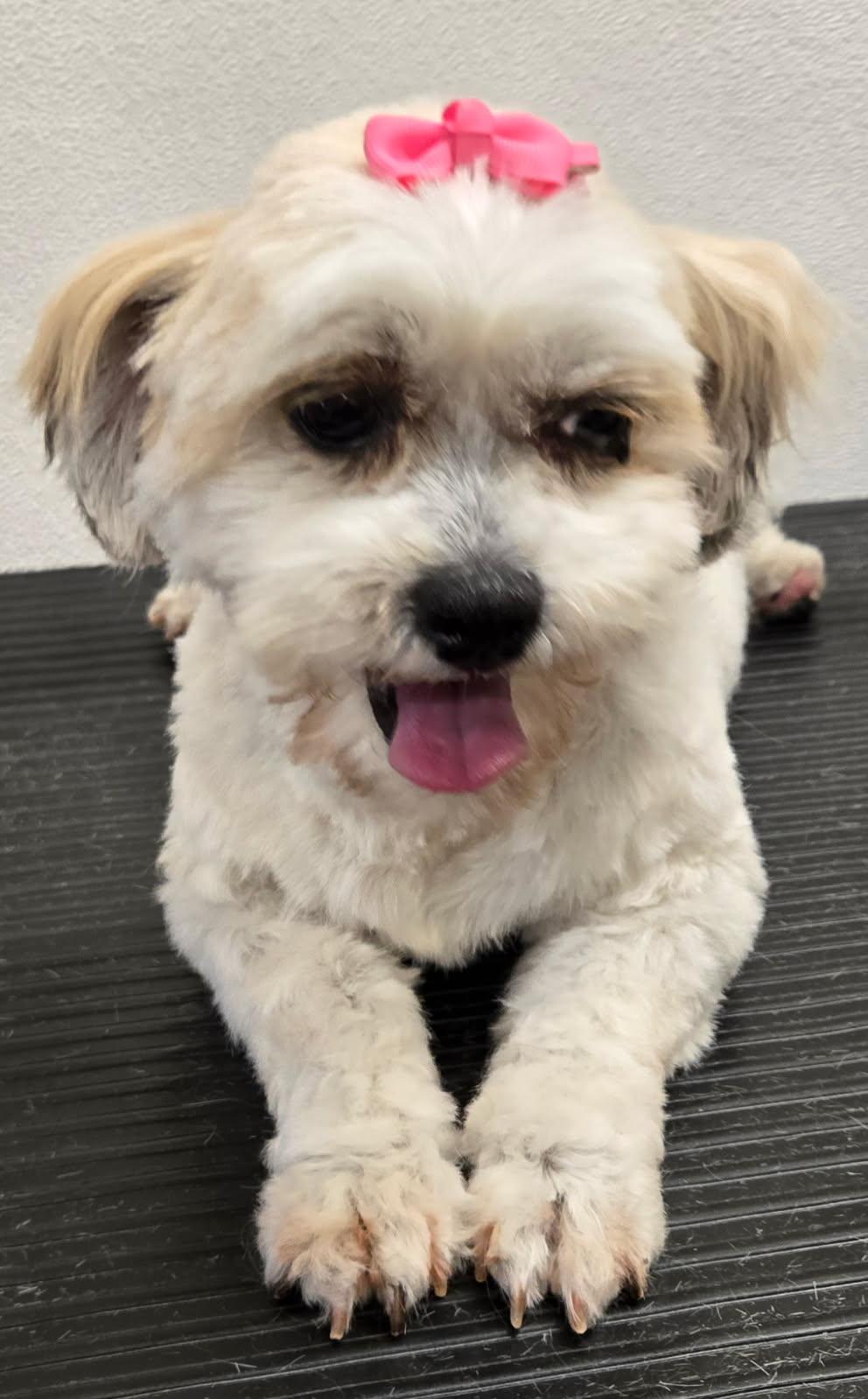Millie, ADOPTABLE, Adult Female Shih Tzu & Poodle.