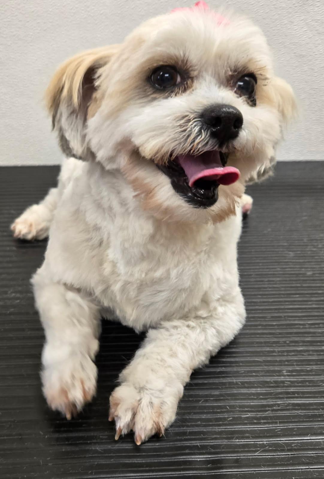 Millie, a ADOPTABLE mixed breed in Overland Park, KS image 2/2