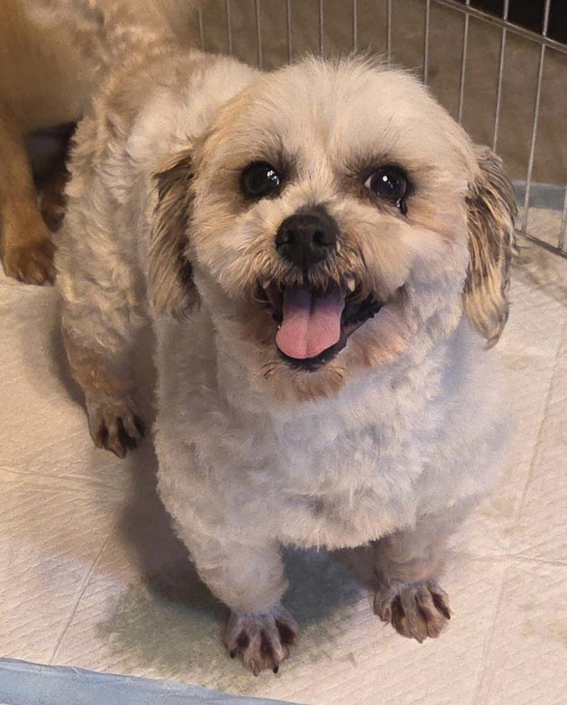 Enlarge Millie, a ADOPTABLE mixed breed in Overland Park, KS image 2/2