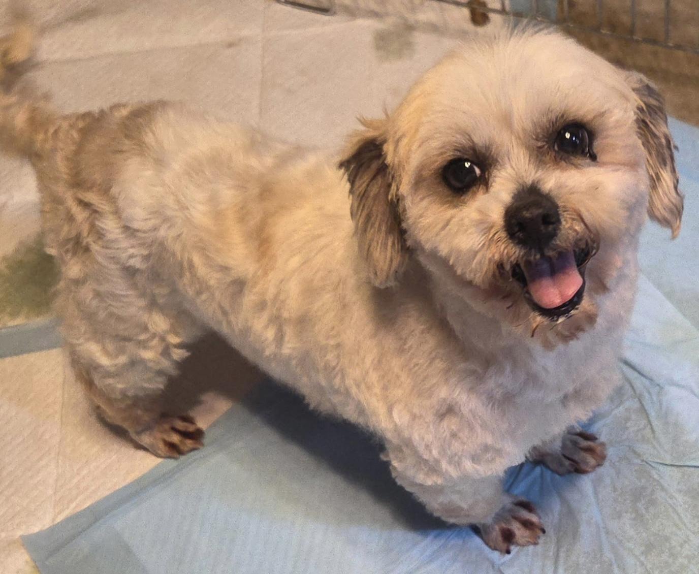 Millie, ADOPTABLE, Adult Female Shih Tzu & Poodle.