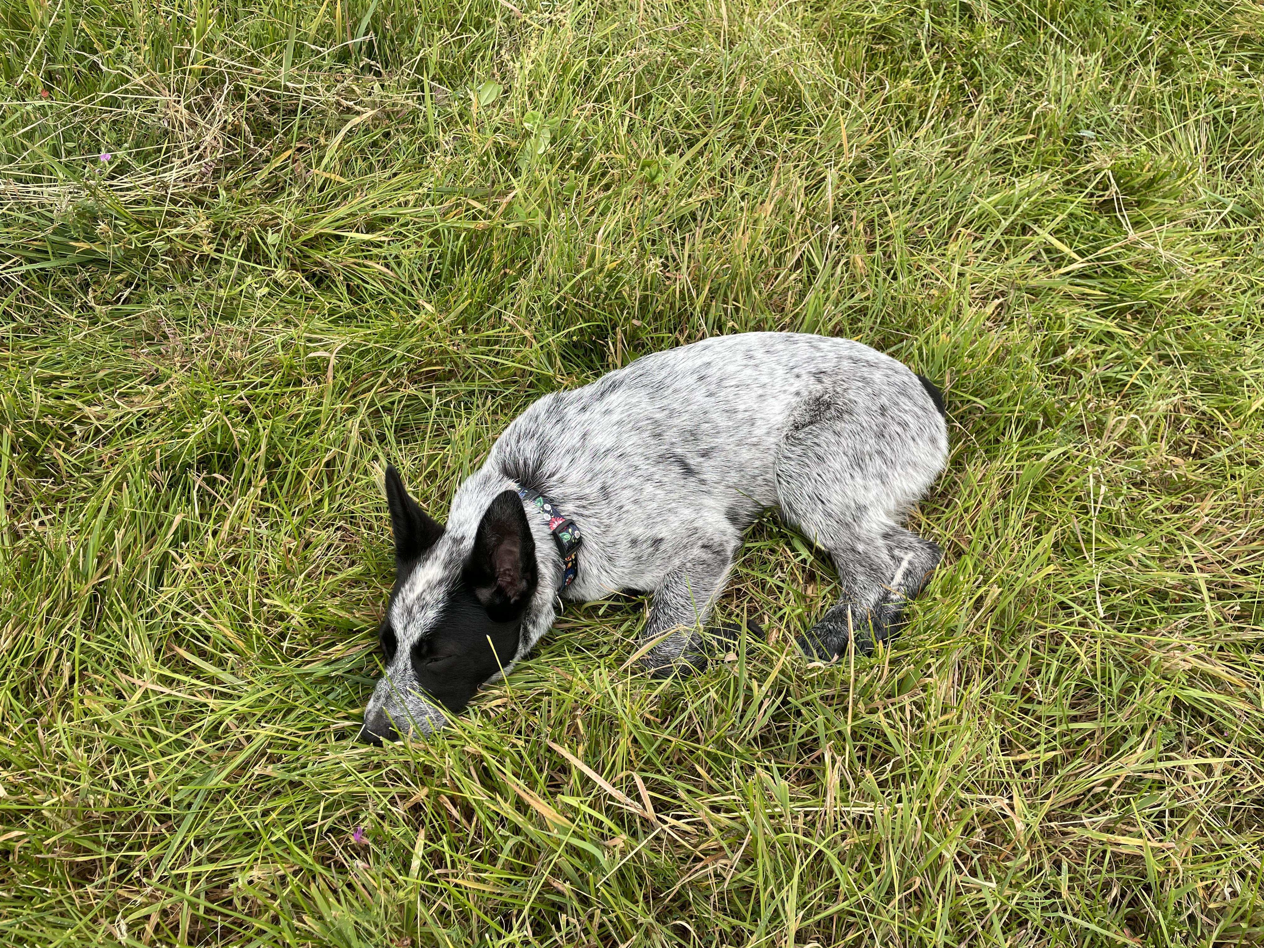 Enlarge Bailey, a Adopted Australian Cattle Dog / Blue Heeler in Oakville, WA image 3/5