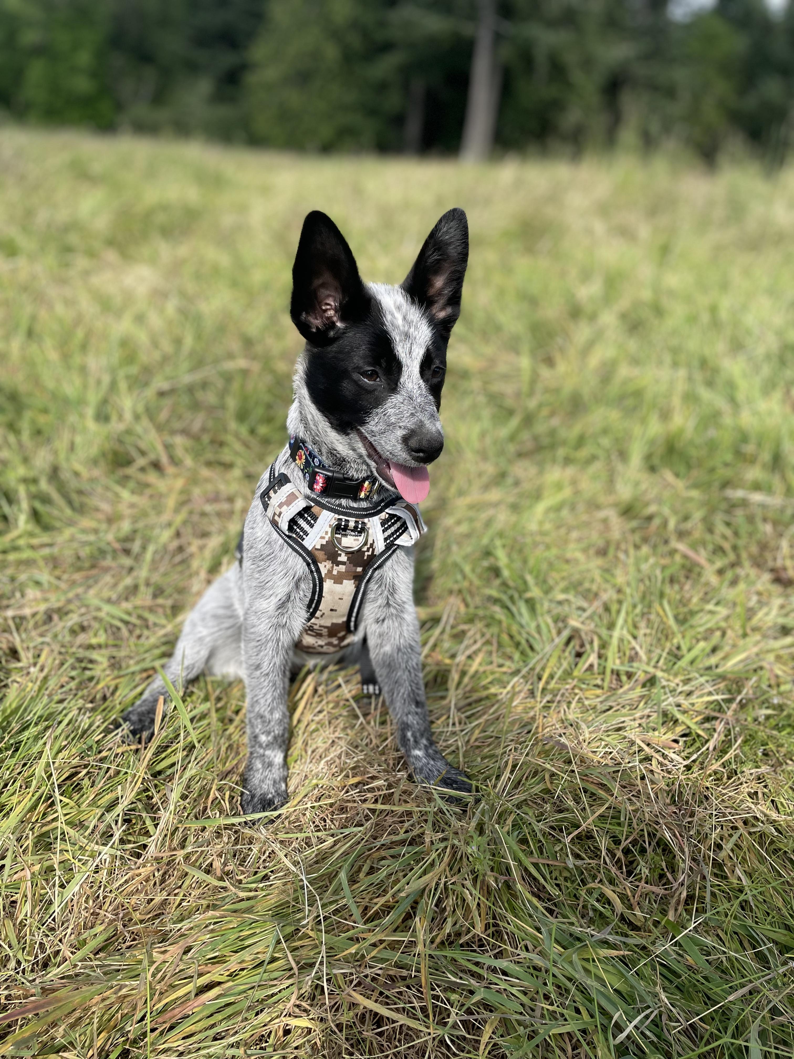 Enlarge Bailey, a Adopted Australian Cattle Dog / Blue Heeler in Oakville, WA image 1/5