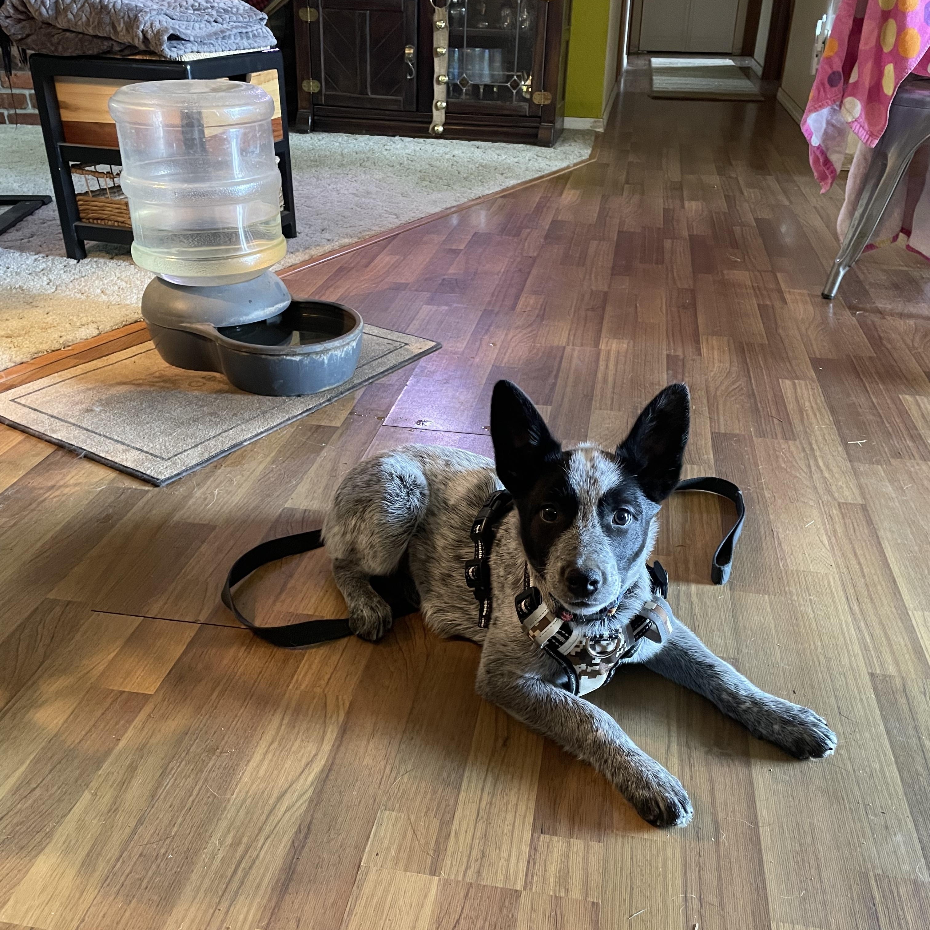 Enlarge Bailey, a Adopted Australian Cattle Dog / Blue Heeler in Oakville, WA image 4/5