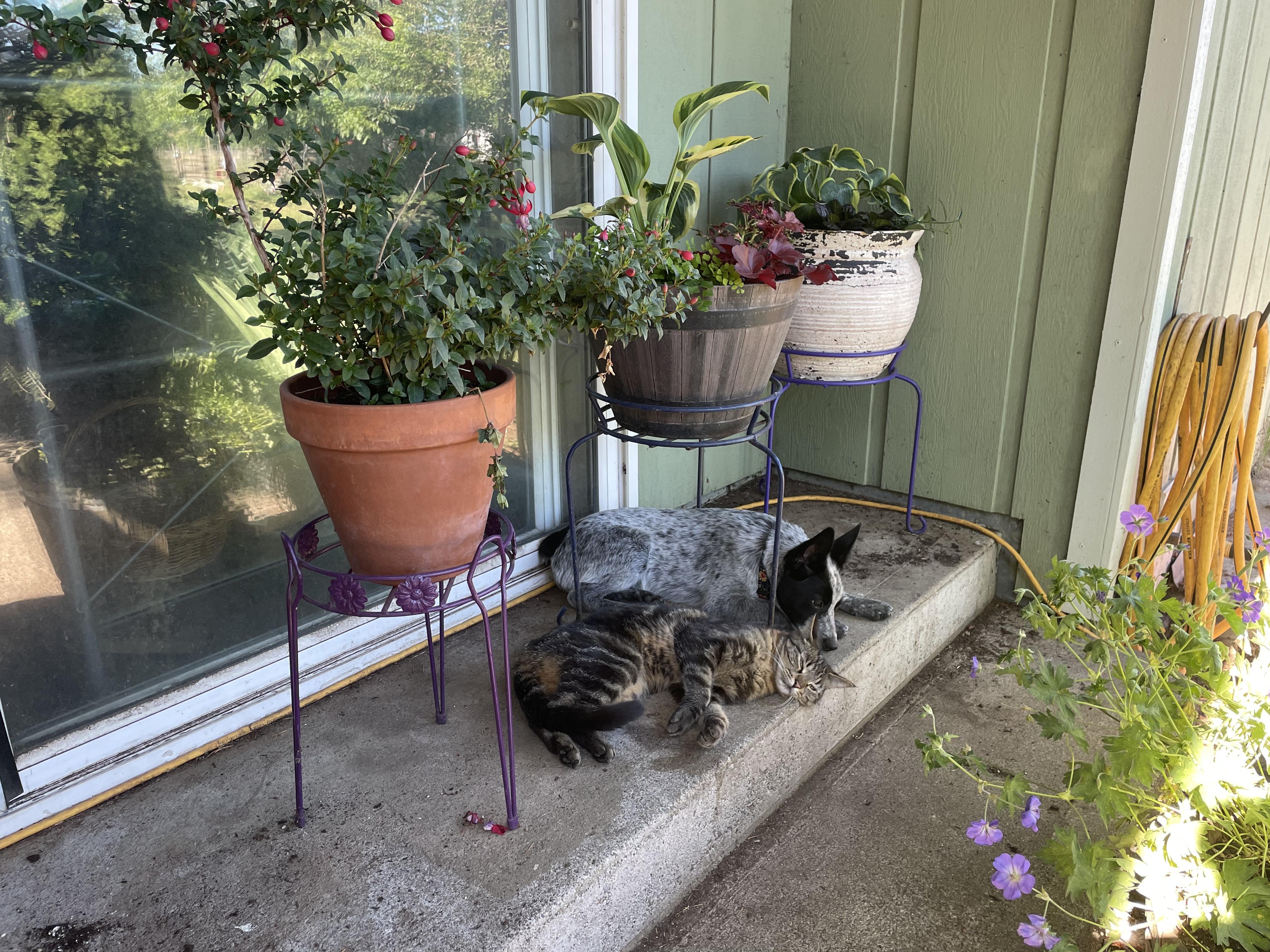 Enlarge Bailey, a Adopted Australian Cattle Dog / Blue Heeler in Oakville, WA image 2/5