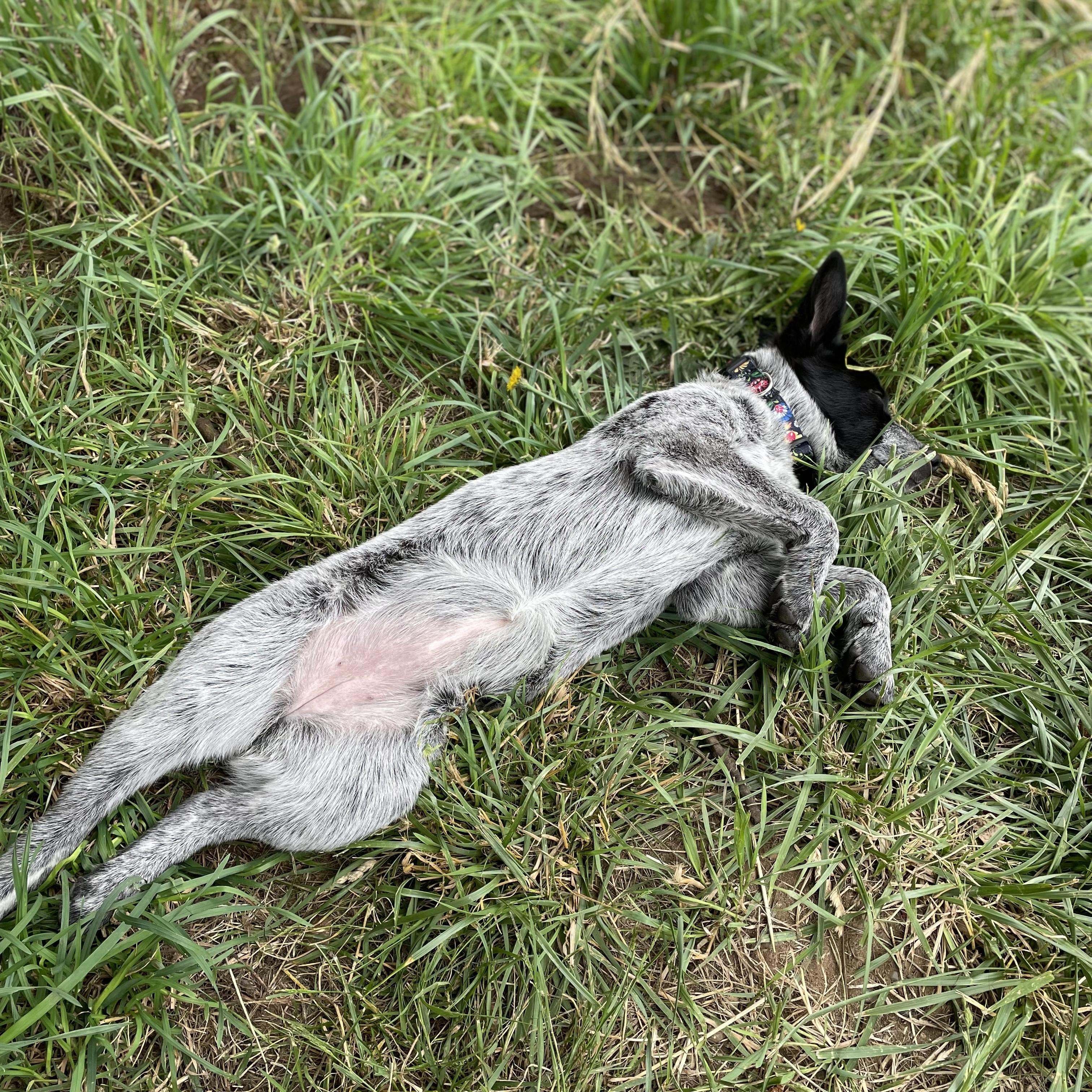 Enlarge Bailey, a Adopted Australian Cattle Dog / Blue Heeler in Oakville, WA image 5/5