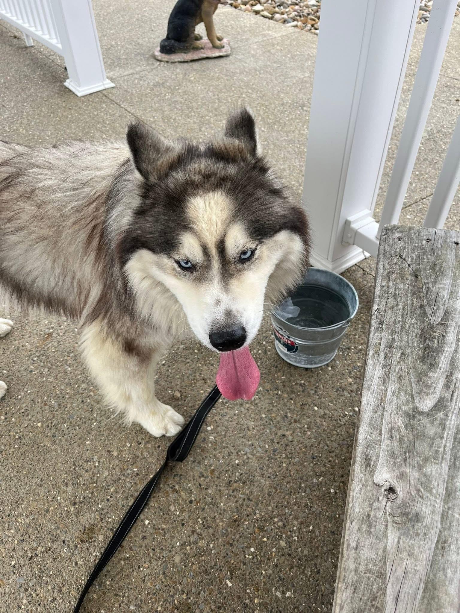 Enlarge Wookie , a ADOPTABLE Husky in Zanesville, OH image 3/3