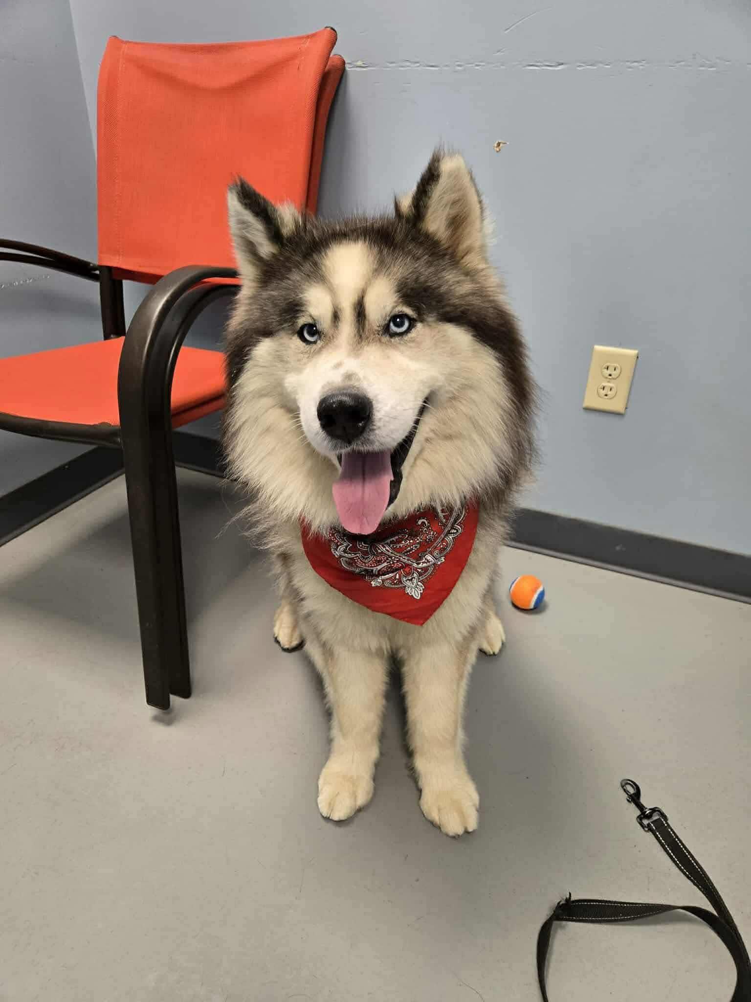 Wookie , ADOPTABLE, Adult Male Husky.