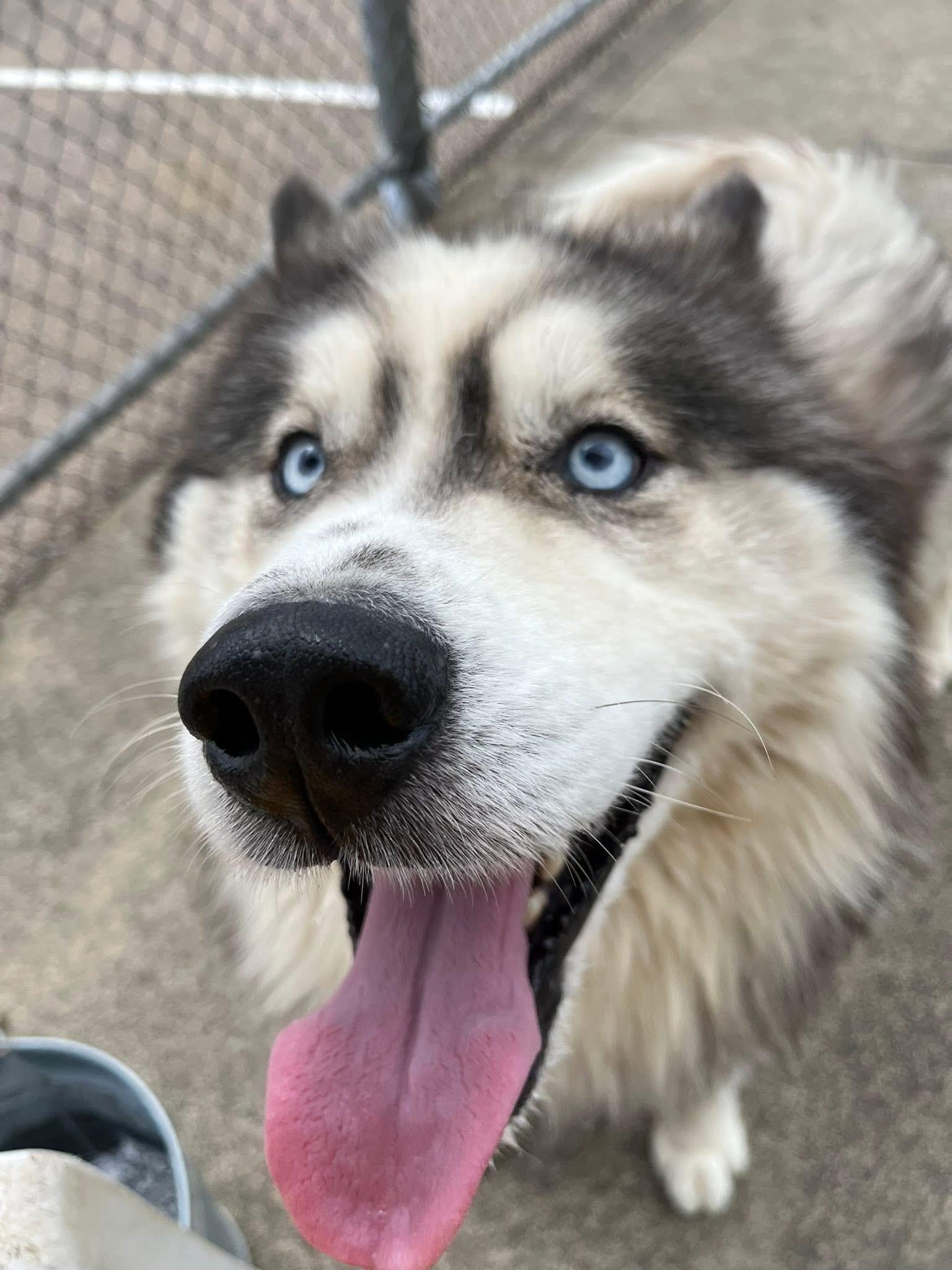 Enlarge Wookie , a ADOPTABLE Husky in Zanesville, OH image 2/3