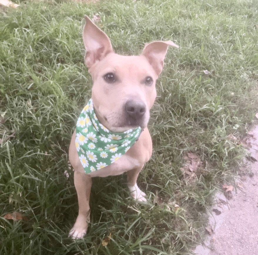 Xochi — thumbnail 4