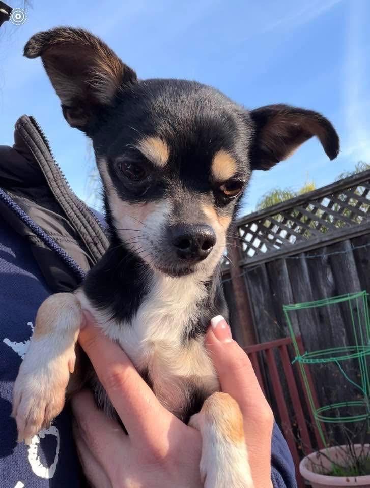 Burrito, Adoptable, Young Male Chihuahua.