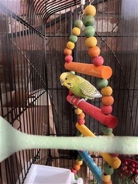 Enlarge Shamrock, a Adoptable Budgie / Budgerigar in Pasco, WA image 2/4
