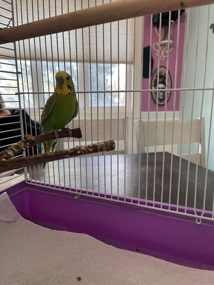 Enlarge Shamrock, a Adoptable Budgie / Budgerigar in Pasco, WA image 3/4
