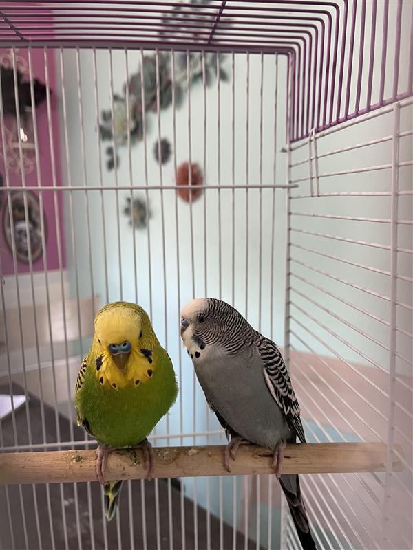 Enlarge Shamrock, a Adoptable Budgie / Budgerigar in Pasco, WA image 4/4
