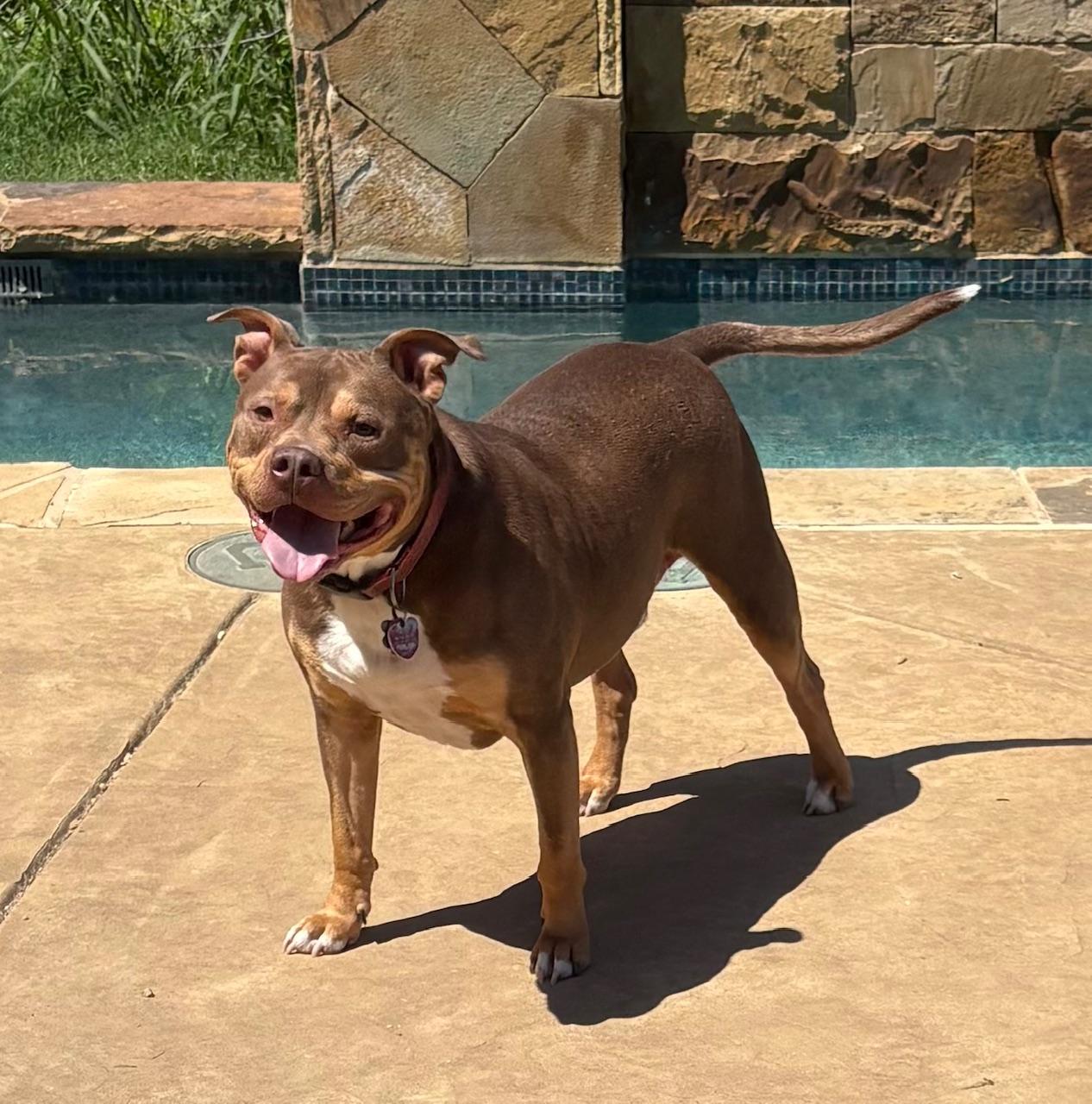 Enlarge Phoenix, a Adoptable mixed breed in Denton, TX image 3/5