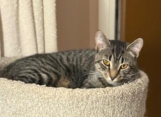 Enlarge Mariah, an adopted Domestic Short Hair in Lemoyne, PA image 1/1