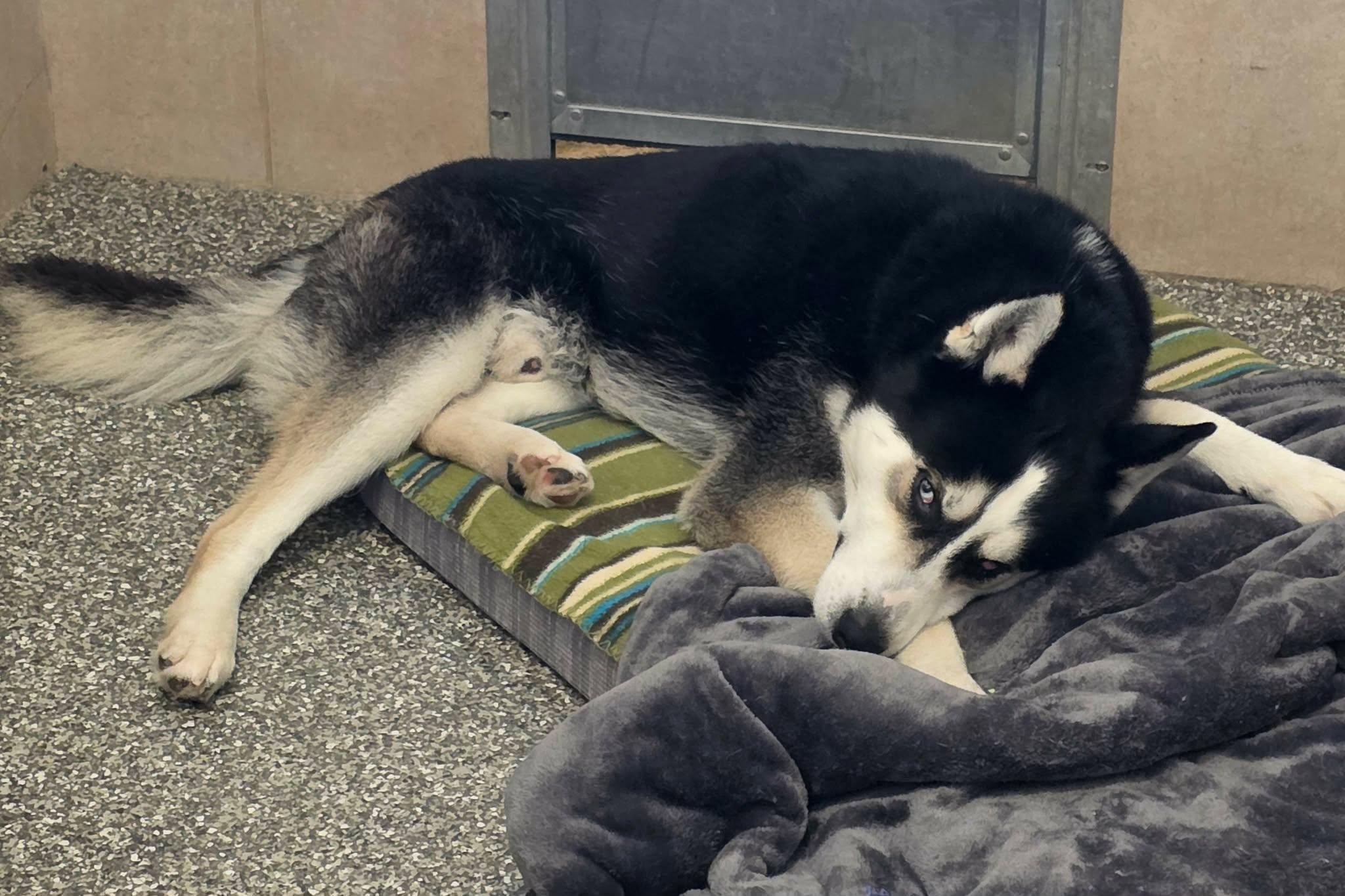 Savvy, a ADOPTABLE Husky in Elizabeth, IL image 2/4