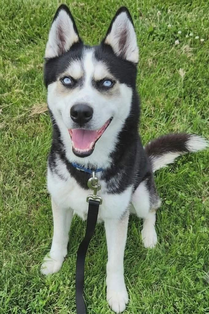 Savvy, ADOPTABLE, Young Male Husky.