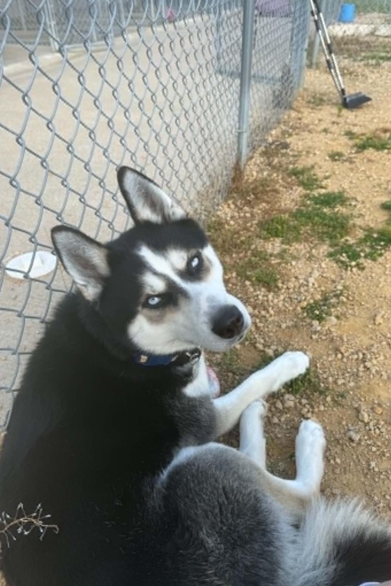 Savvy, a ADOPTABLE Husky in Elizabeth, IL image 4/4