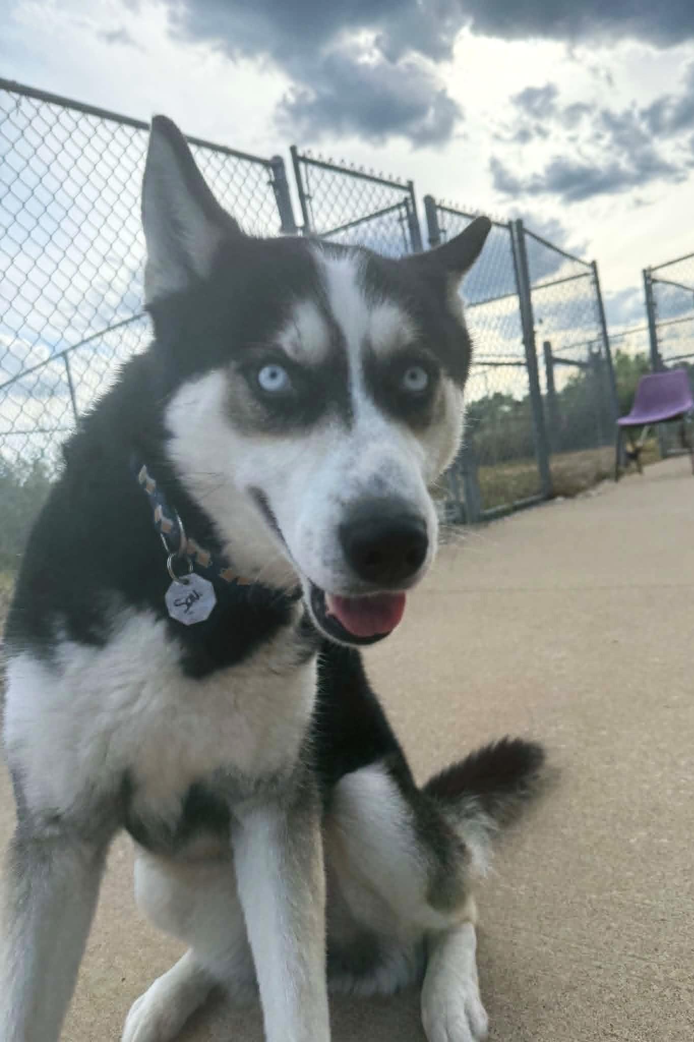 Savvy, a ADOPTABLE Husky in Elizabeth, IL image 3/4