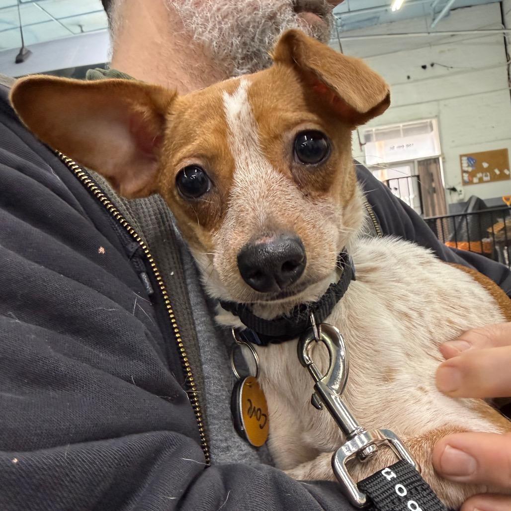 Cove, Adoptable, Young Female Chihuahua.