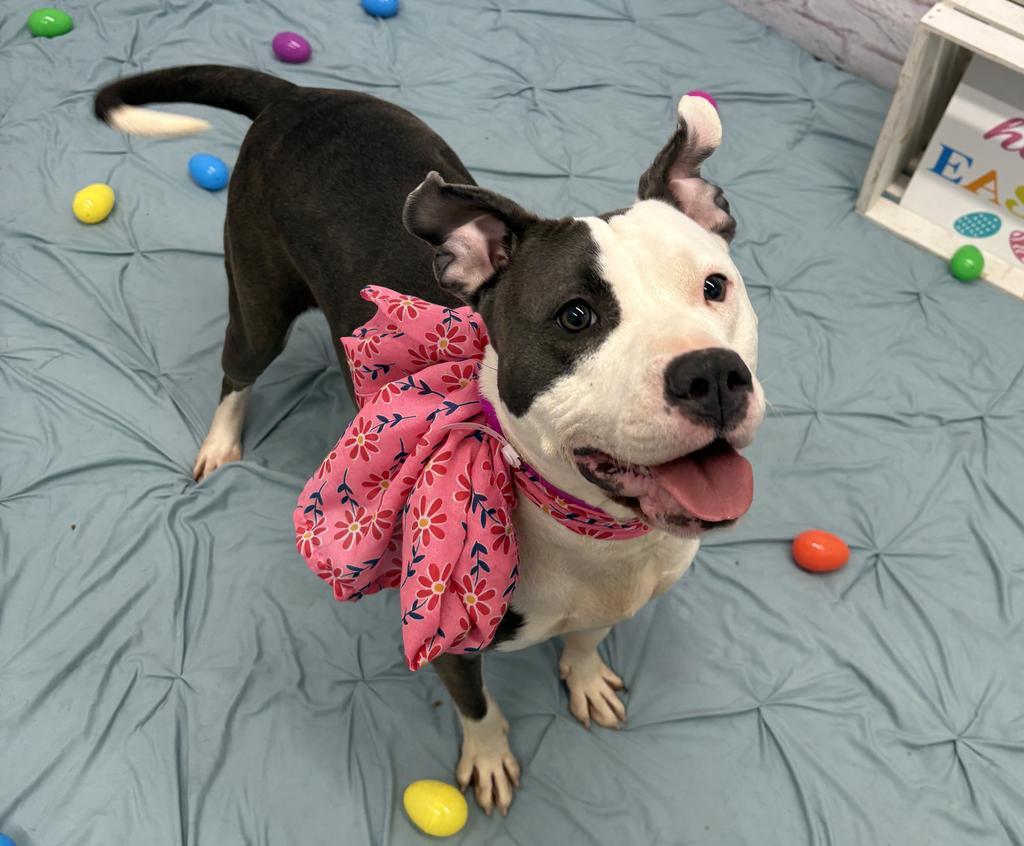 Enlarge Ygritte, a Adoptable mixed breed in Detroit, MI image 1/6