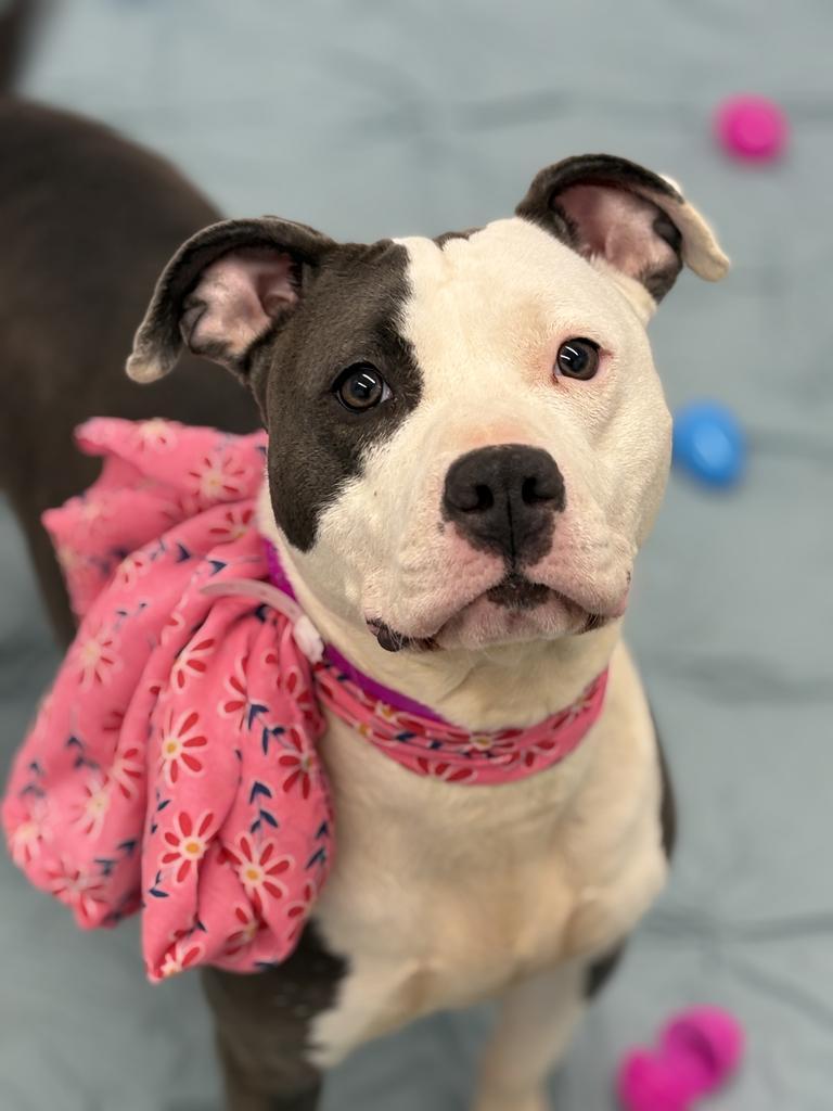 Enlarge Ygritte, a Adoptable mixed breed in Detroit, MI image 2/6