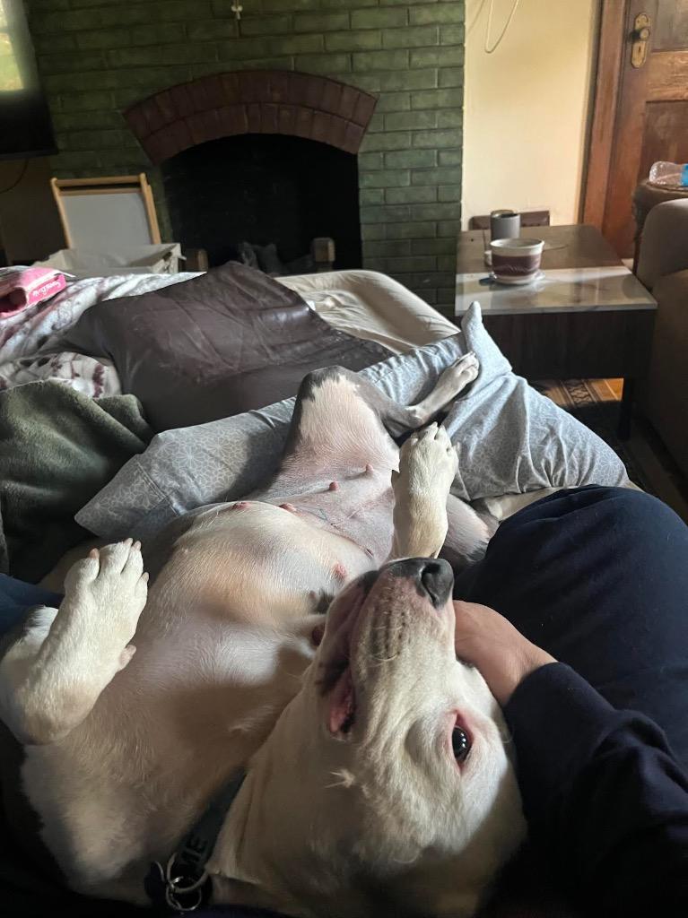 Ygritte, Adoptable, Adult Female Mixed Breed.