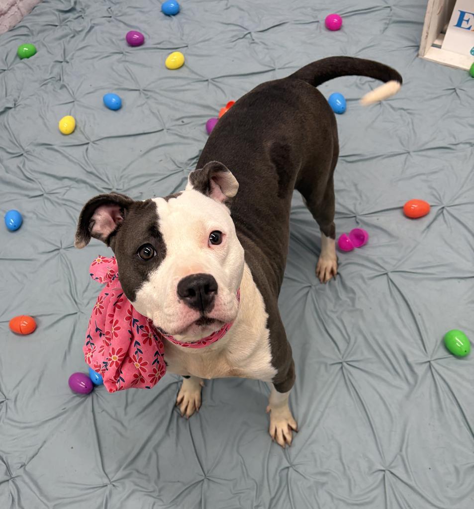 Enlarge Ygritte, a Adoptable mixed breed in Detroit, MI image 3/6