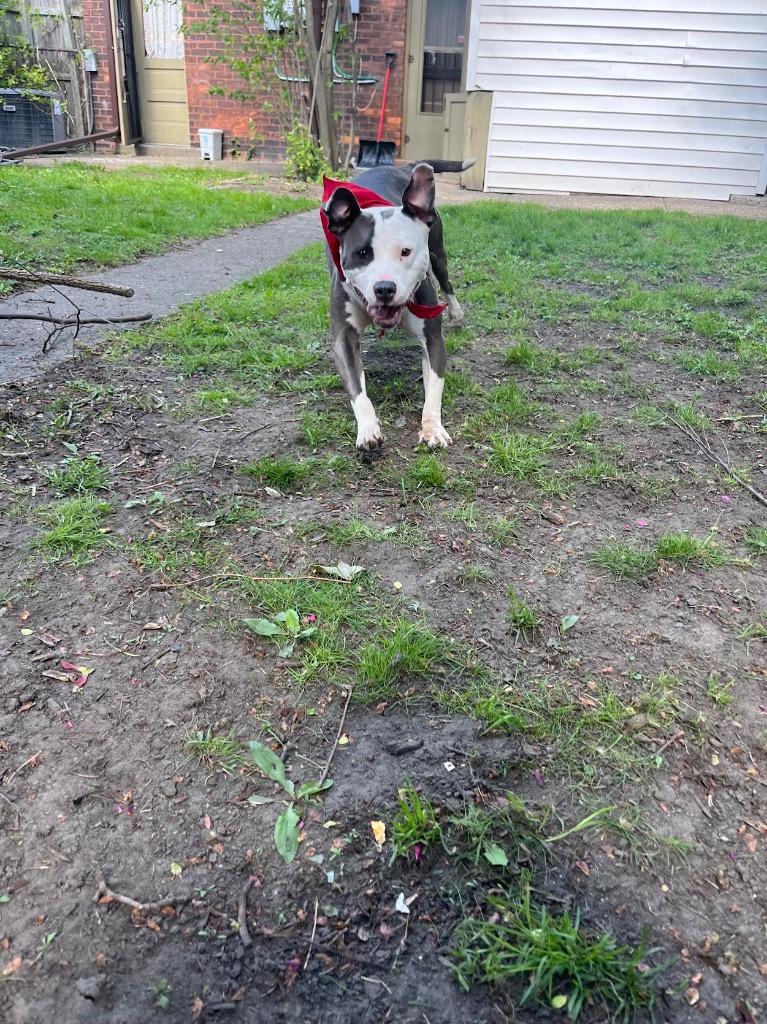 Ygritte, a Adoptable mixed breed in Detroit, MI image 3/6