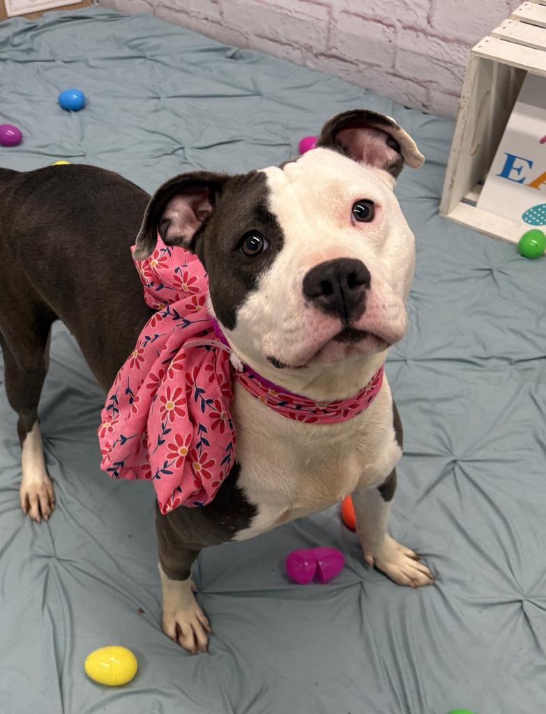 Enlarge Ygritte, a Adoptable mixed breed in Detroit, MI image 4/6