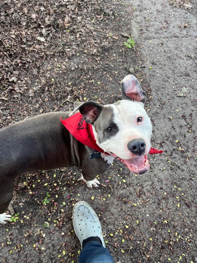 Ygritte, a Adoptable mixed breed in Detroit, MI image 4/6