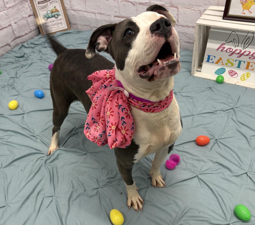 Enlarge Ygritte, a Adoptable mixed breed in Detroit, MI image 5/6