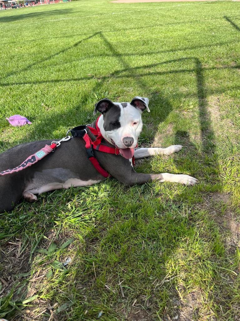 Ygritte, a Adoptable mixed breed in Detroit, MI image 5/6