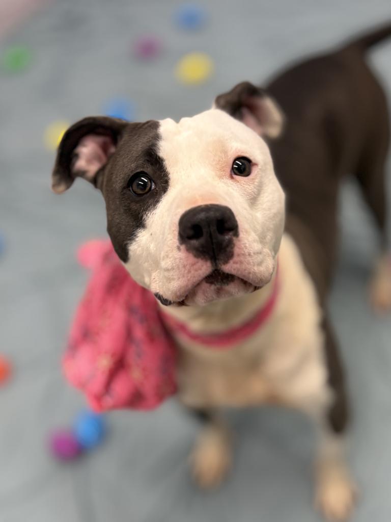 Enlarge Ygritte, a Adoptable mixed breed in Detroit, MI image 6/6