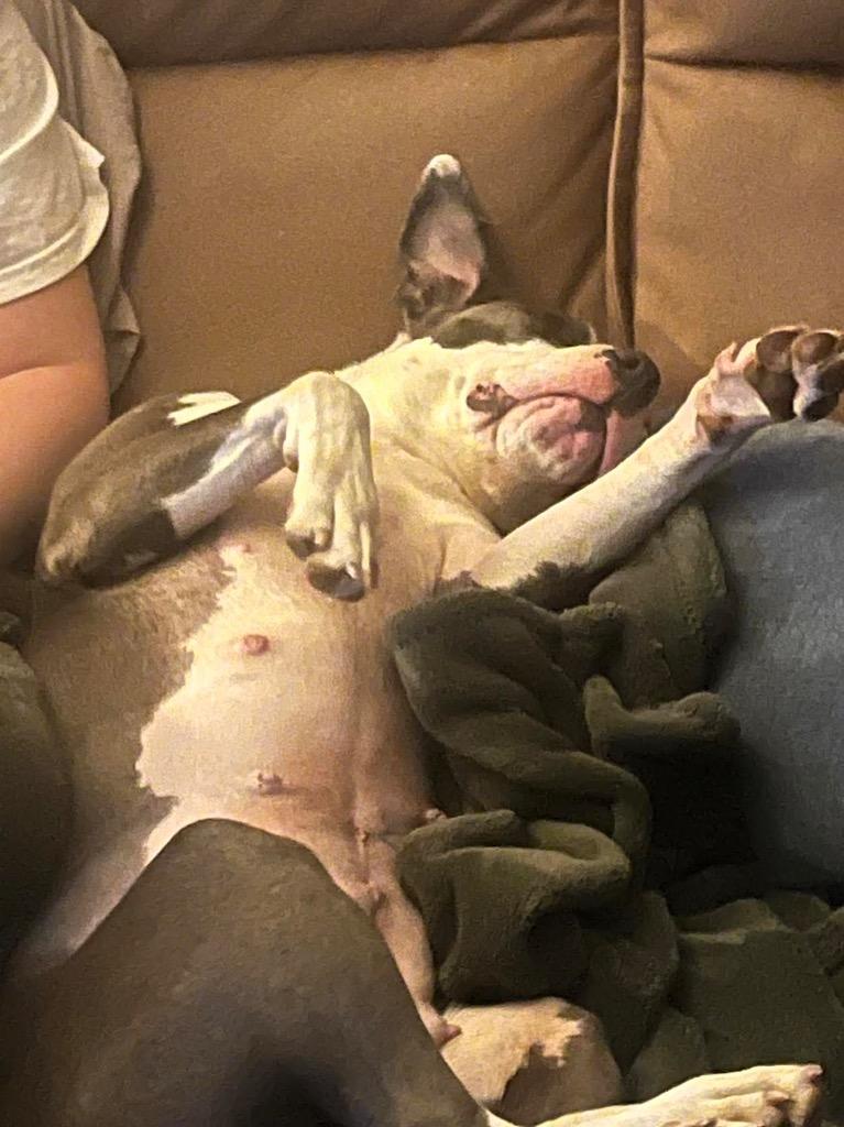 Ygritte, a Adoptable mixed breed in Detroit, MI image 6/6