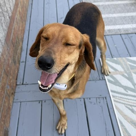 Beckham, a ADOPTABLE mixed breed in Scarborough, ON image 6/6